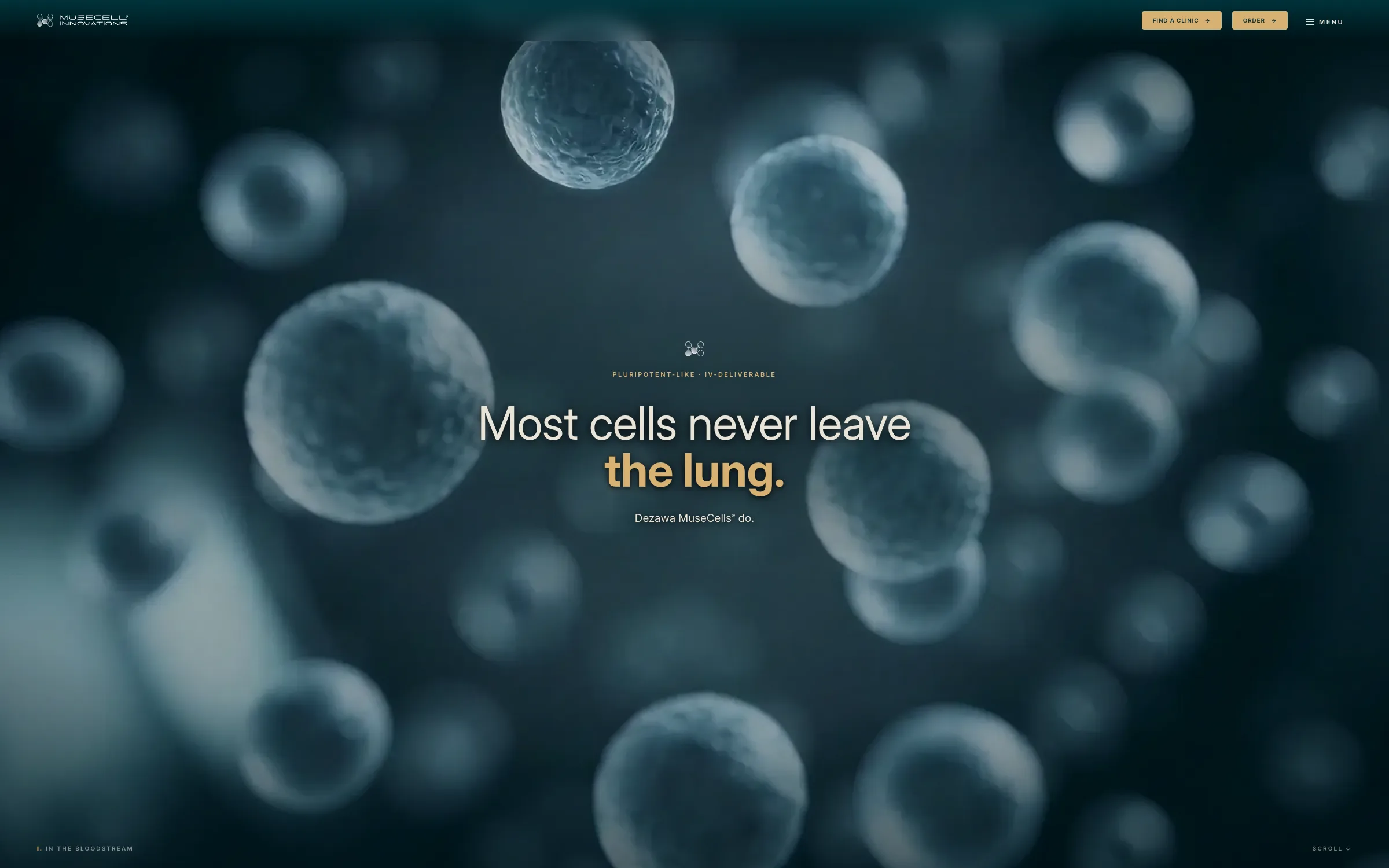 MuseCell Innovations — most cells never leave the lung